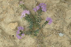 Agathosma dielsiana