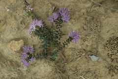 Agathosma dielsiana