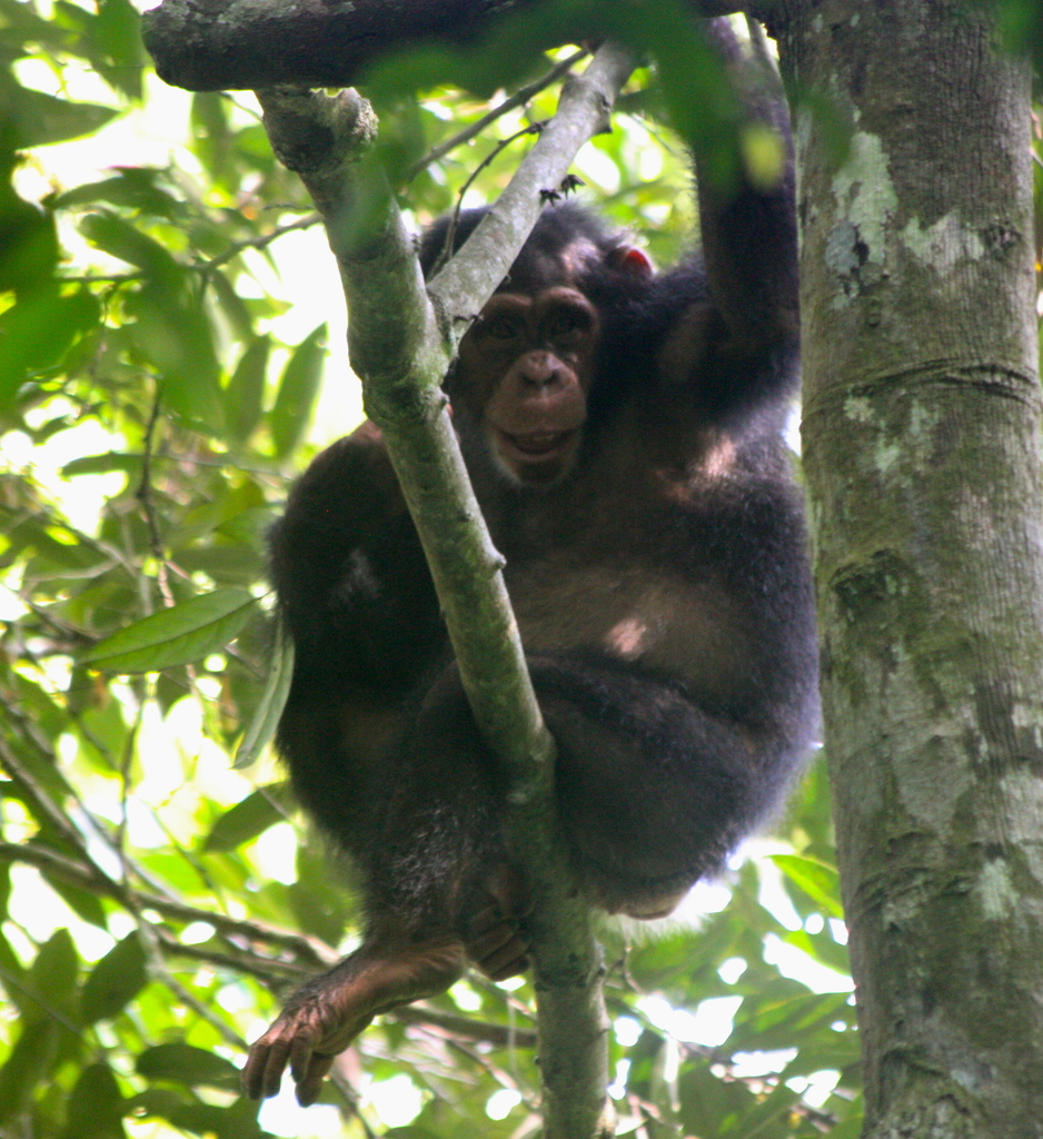 West African Chimpanzee in April 2012 by Scott Loarie. I was extremely ...