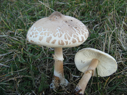 Slender Parasol