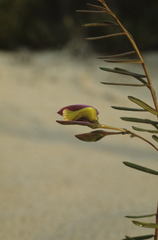 Polygala peduncularis