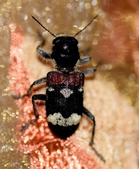 Clerus mutillarius