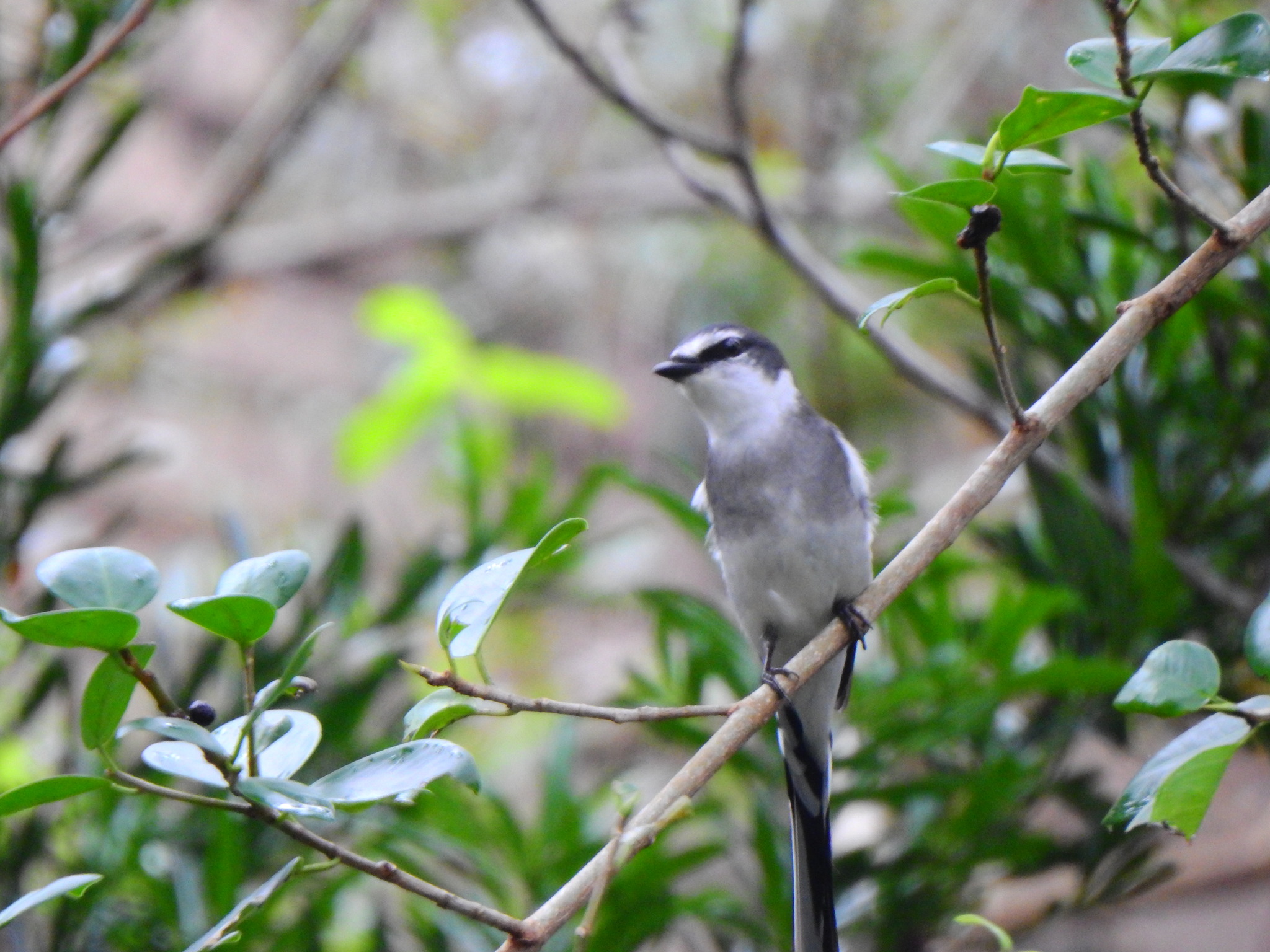 Ryukyu Minivet