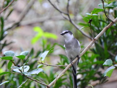 Pericrocotus tegimae
