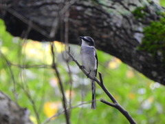 Pericrocotus tegimae