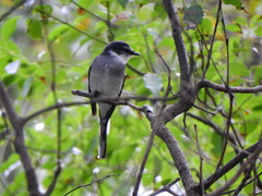 Pericrocotus tegimae