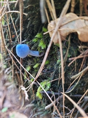 Entoloma virescens
