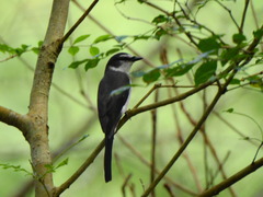 Pericrocotus tegimae