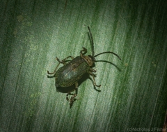 Hoplostines laporteae