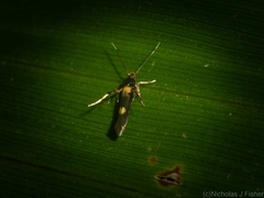 Aeoloscelis chrysophoenicea