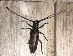 Monochamus maculosus