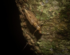 Temnosternus planiusculus