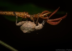 Eurychirus bituberculatus