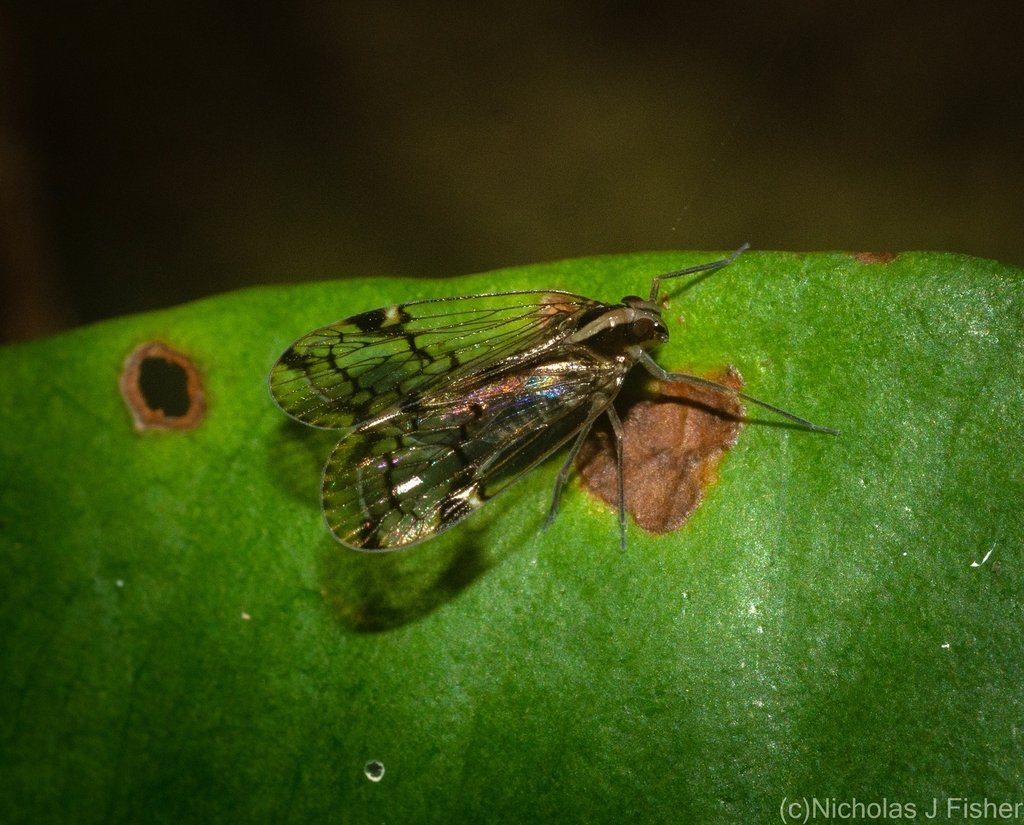 Undarana tamborina