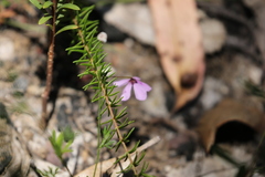 Tetratheca ericifolia
