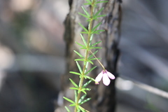 Tetratheca ericifolia