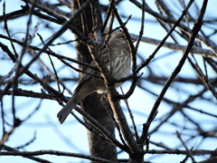 Haemorhous mexicanus