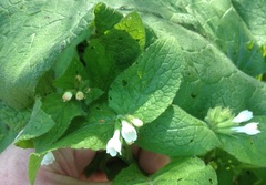 Symphytum brachycalyx