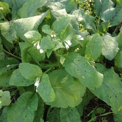 Symphytum brachycalyx