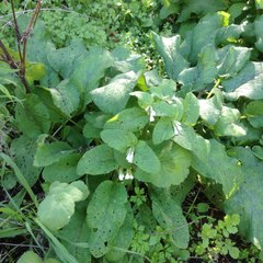 Symphytum brachycalyx