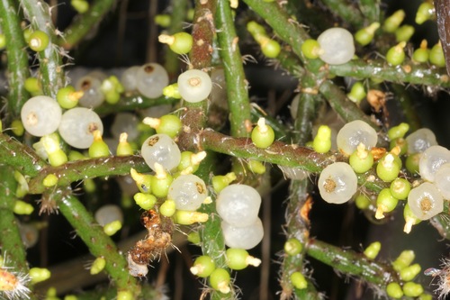Rhipsalis baccifera ssp. horrida