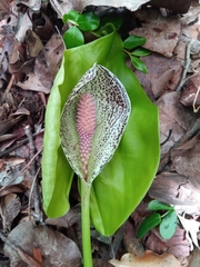 Colletogyne perrieri