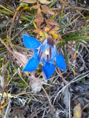 Gentiana septemfida grossheimii