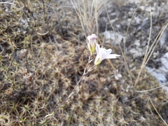 Gypsophila tenuifolia