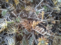 Anthemis fruticulosa