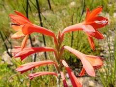 Watsonia schlechteri