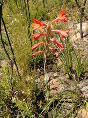 Watsonia schlechteri