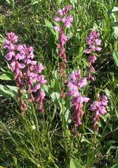 Polygala cretacea