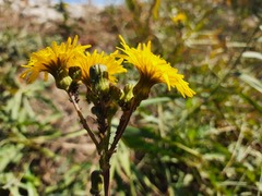 Sonchus arvensis uliginosus