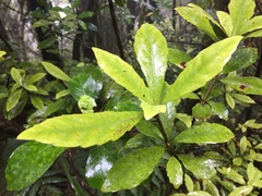 Alseuosmia macrophylla