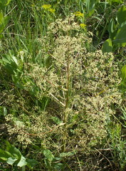 Trinia multicaulis