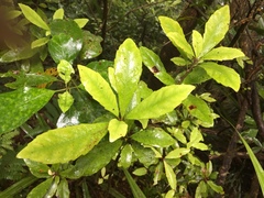 Alseuosmia macrophylla