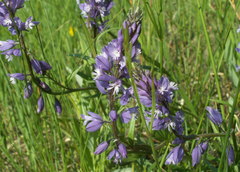 Polygala cretacea