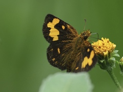 Metisella decipiens