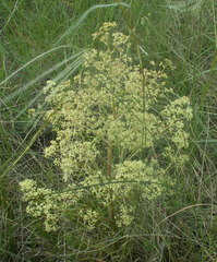 Trinia multicaulis