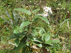 Olearia megalophylla