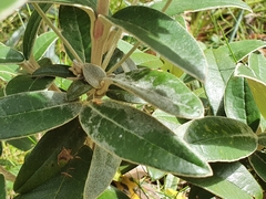 Olearia megalophylla