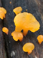 Heterotextus miltinus