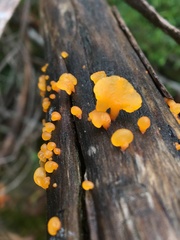 Heterotextus miltinus