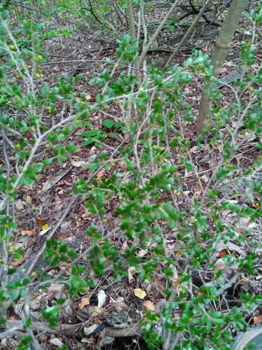 Diospyros olacinoides