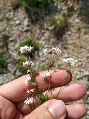 Asperula supina caespitans