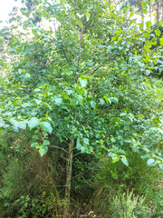 Alnus cordata