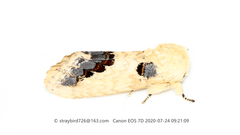 Phalera flavescens
