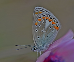 Polyommatus thersites