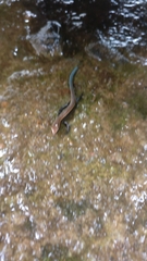 Kaestlea travancorica