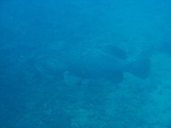 Epinephelus lanceolatus